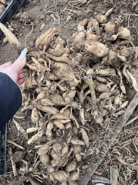 Продам клубни георгин белые сорт эвелин астана