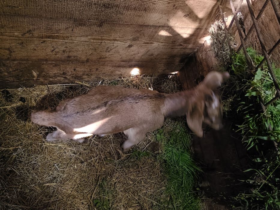 Iada + ied de vânzare 500 lei