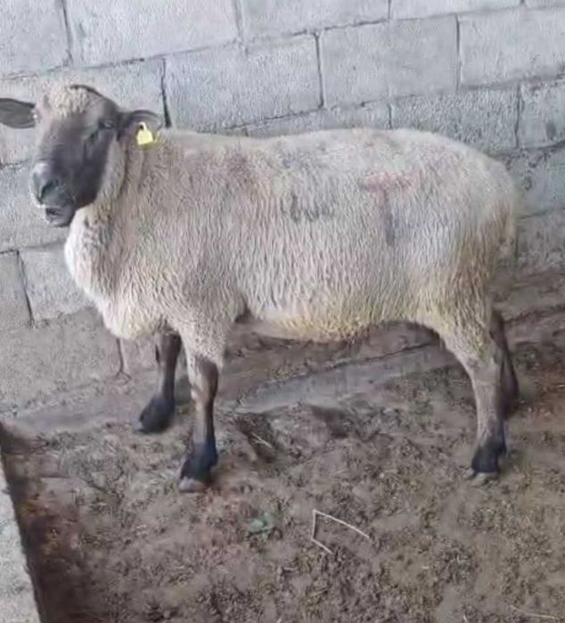 Минет жасайтын азиялық әйелдердің порнофотосуреттері