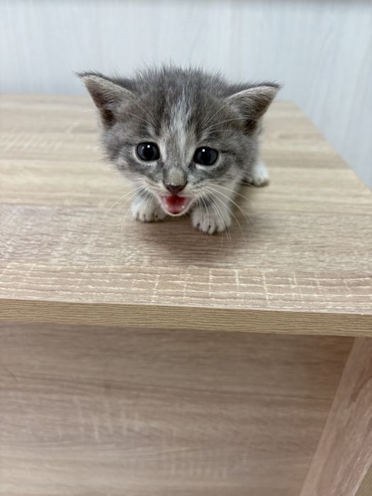 Котята в добрые руки :)