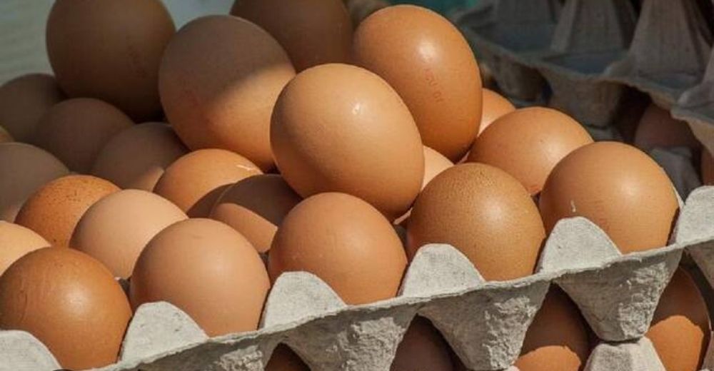 Инкубационные яйцы Ломан Браун. Продается  взрослые перепела и цыплята