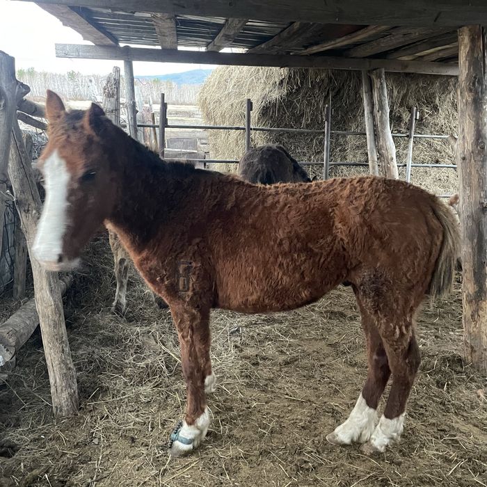 продам 1 Жеребец и 3 тай