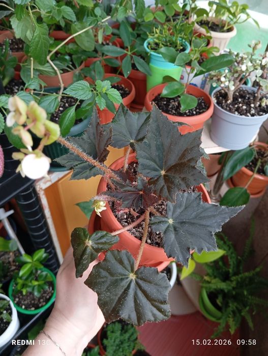 Продам цветы комнатные