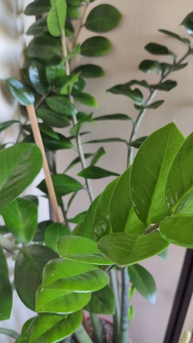 Замиокулькас (долларовое дерево)