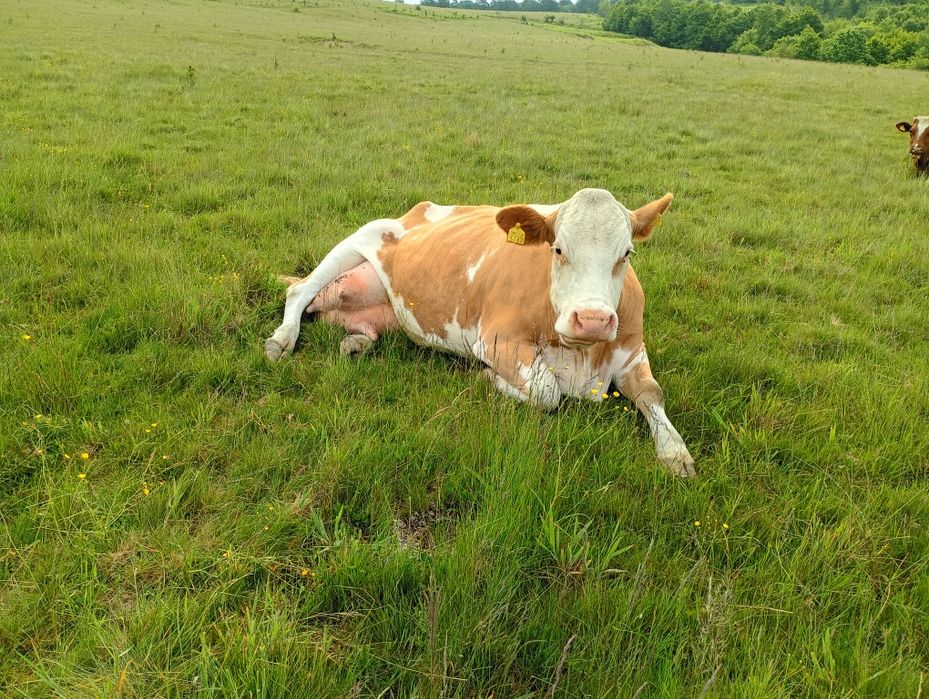 Vaca fătată recent