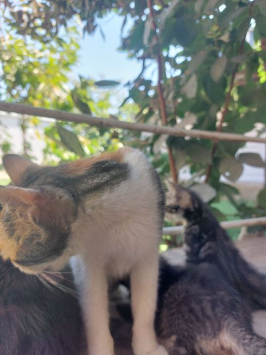 Котята в хорошие руки