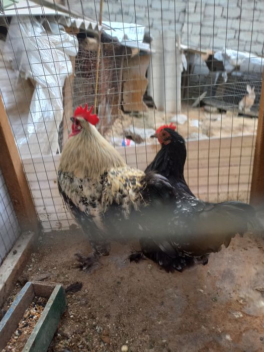 Хуроз ва товук сотилади.