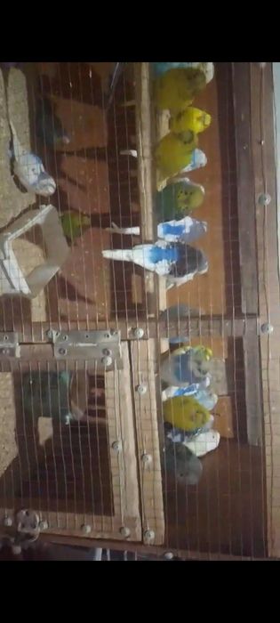 Волнистые попугаи