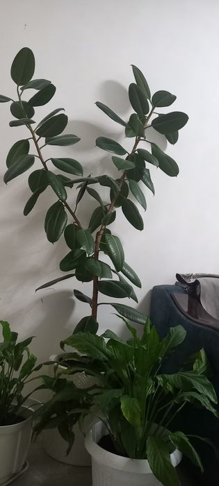 Фикус сатылады бағасы келісімді