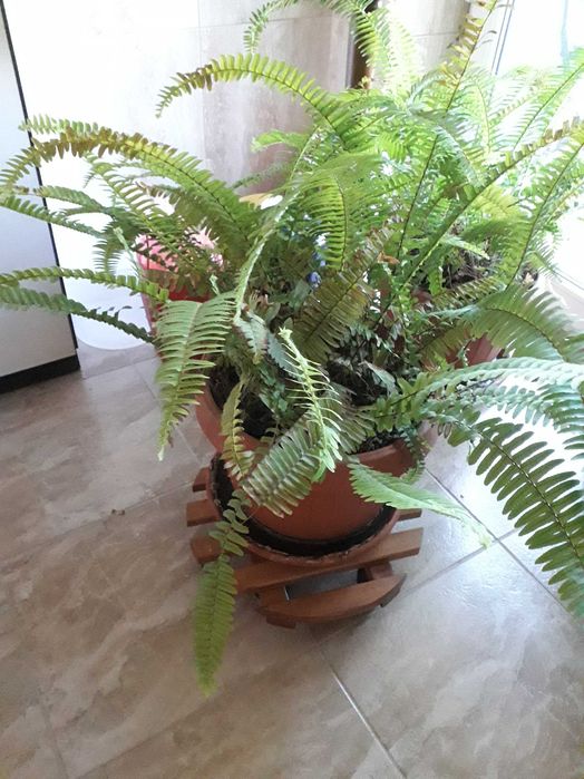 Vând ghivece cu ferigi