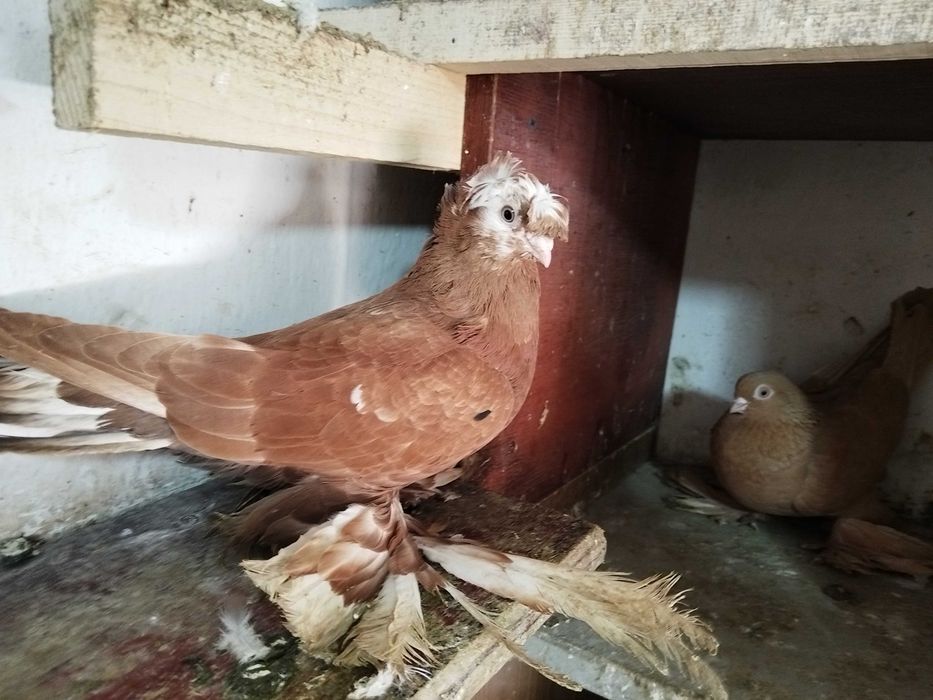 Продам голубку...