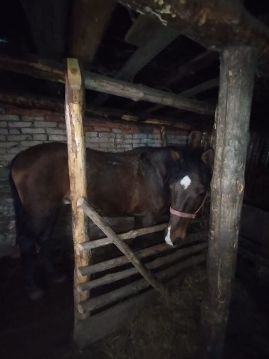 Продам верхового жеребца