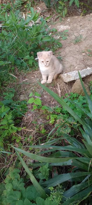 Котенца на два месеца за осиновяване