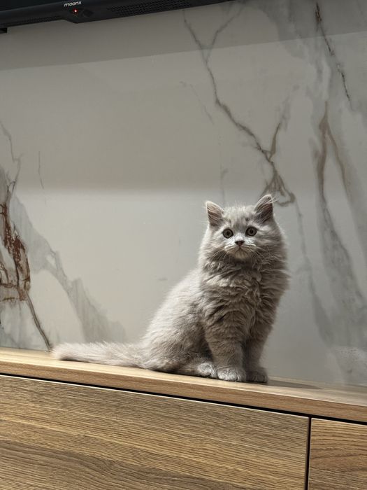 Скоттиш фолд котята