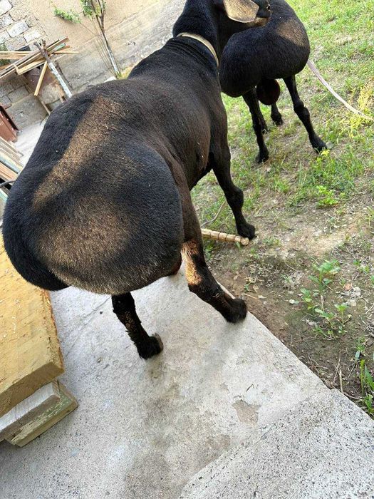 Qo'chqor Қўчқор сотилади