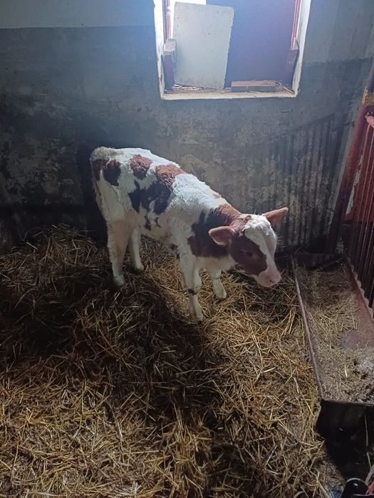 De vânzare 2 vițele vârsta aproape 2 luni