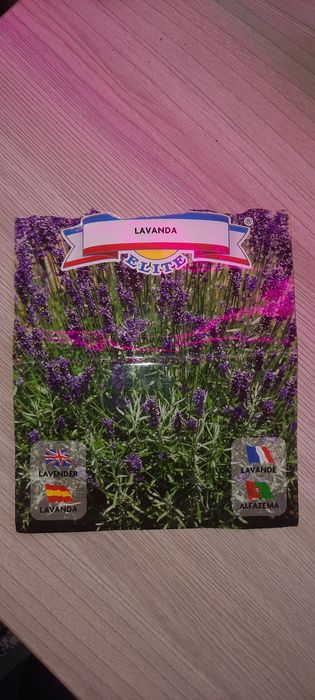 Лаванда саженцы расада сорт ELITE