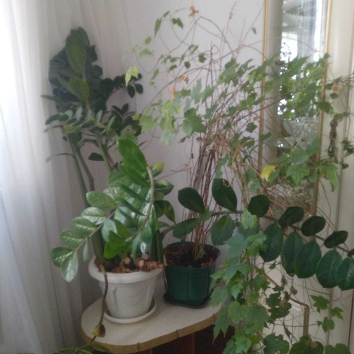 Продам комнатные цветы