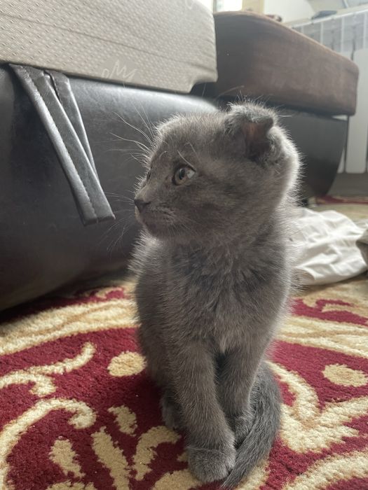 Серый котенок добрые руки