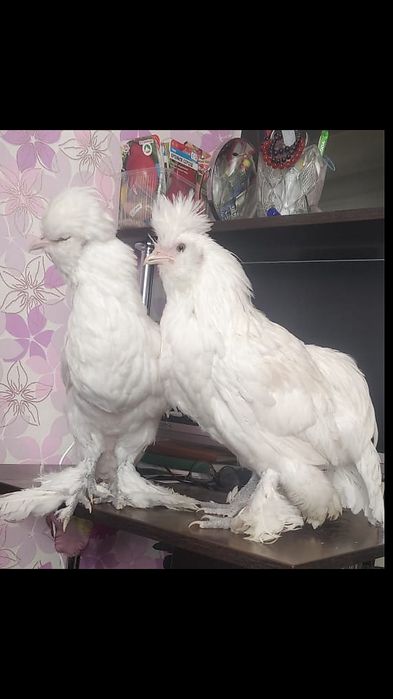 Султанка турецкая ПЕТУХ