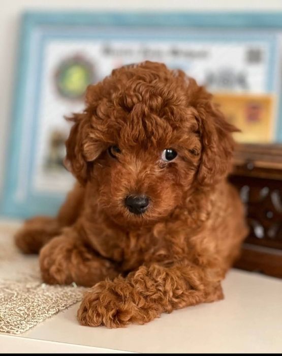 той пудел/toy poodle/пудели