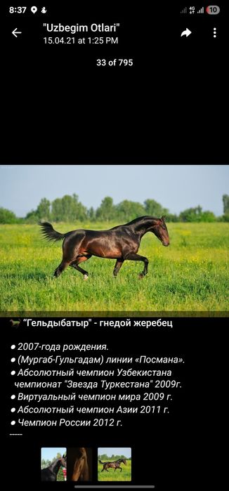 Ot Sotiladi Продаётся лошадь