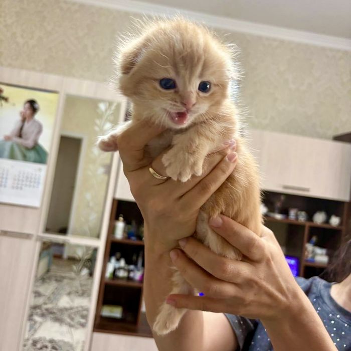 Скотиш фолд красный мрамор