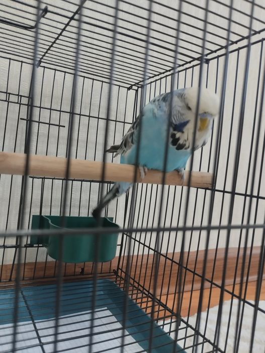 Попугай Андукв самец+ клетка новая