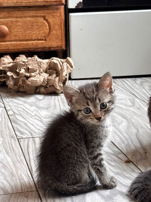 Отдам котят в добрые руки