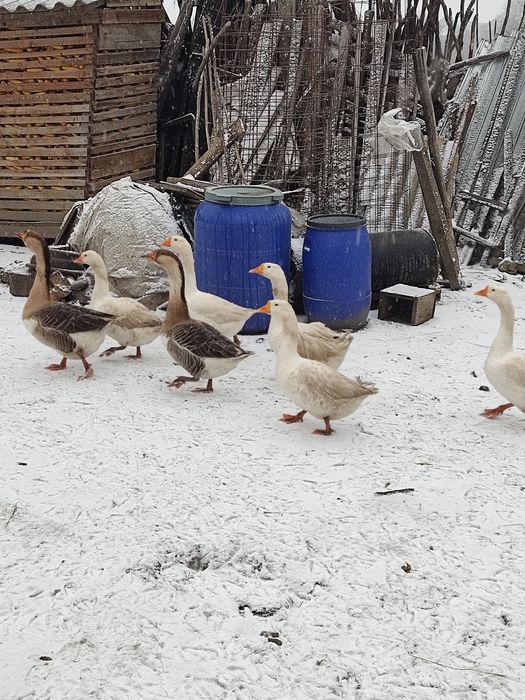 Gâște tinere  mai 2025 4+1