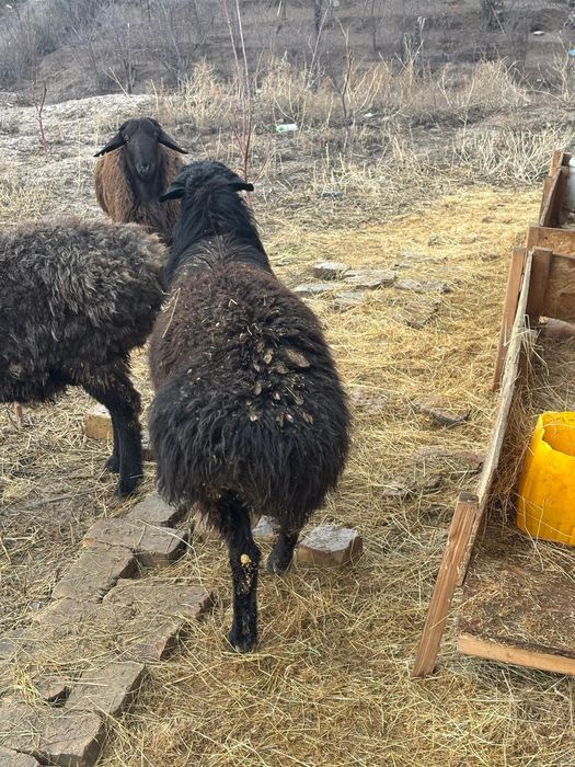 Қошқар сатылады 145мыңнан