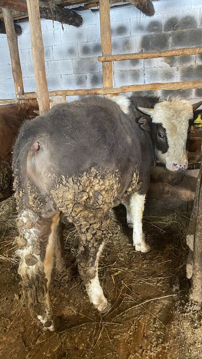 Бычки откормленные