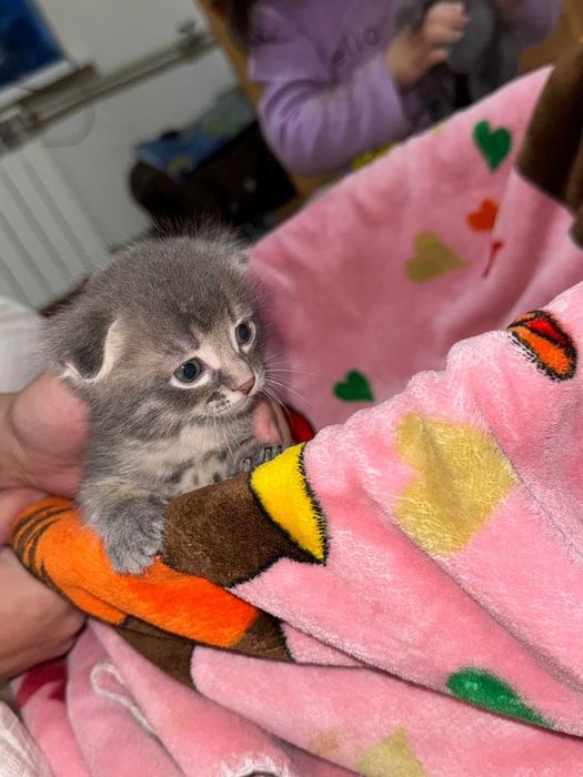 Шотландские котенки