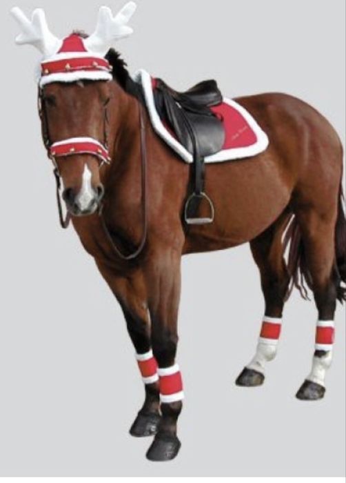 Capison ren pentru cai/ coarne de ren