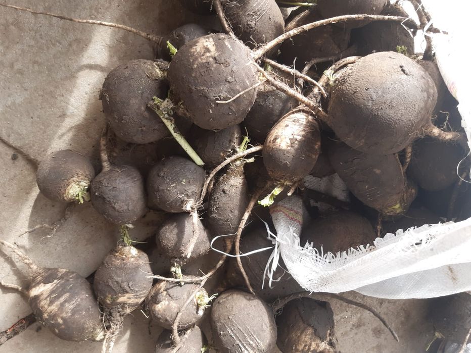 Vând ridiche neagra