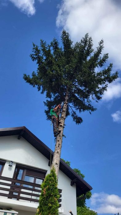 Рязане на опасни дървета по алпийски способ и автовишка
