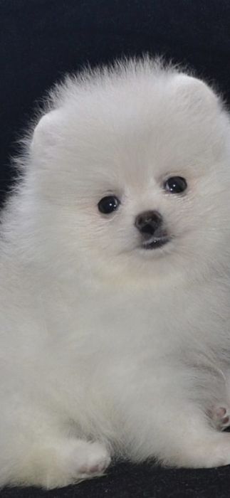 Продам щенков шпиц померанский