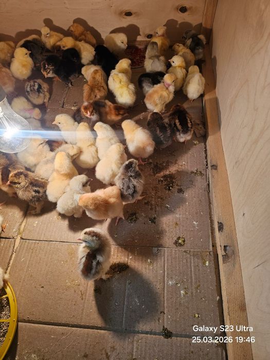 Цыплята домашнии