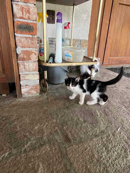 Подарявам малки игриви котенца