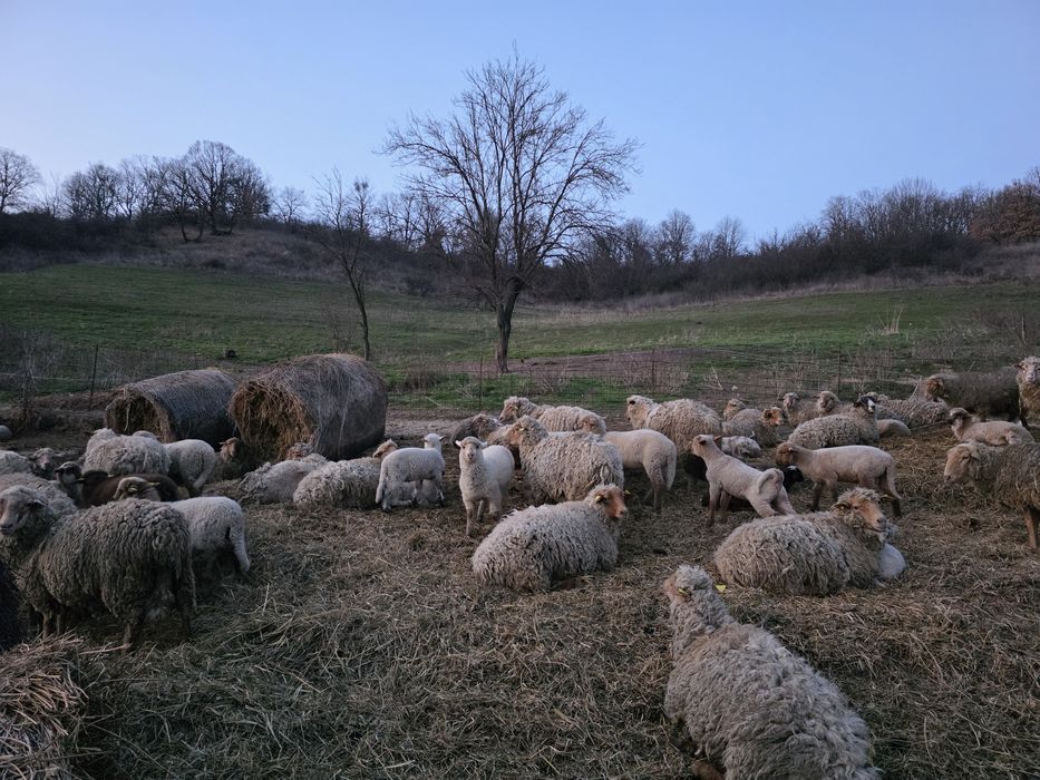 Vand oi cu miei mari