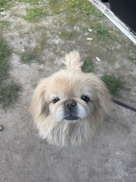 srochni sotladi it Pekingese turga mansub