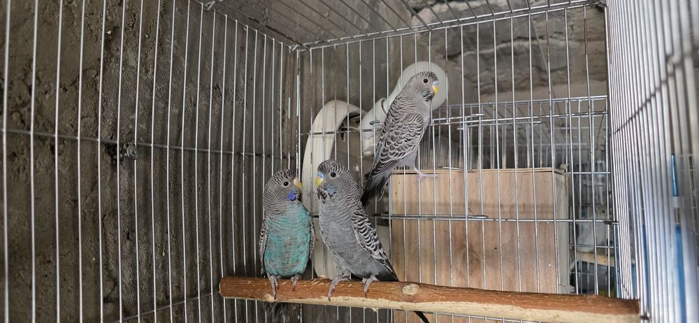 Qush dabl black sotiladi para tayyor