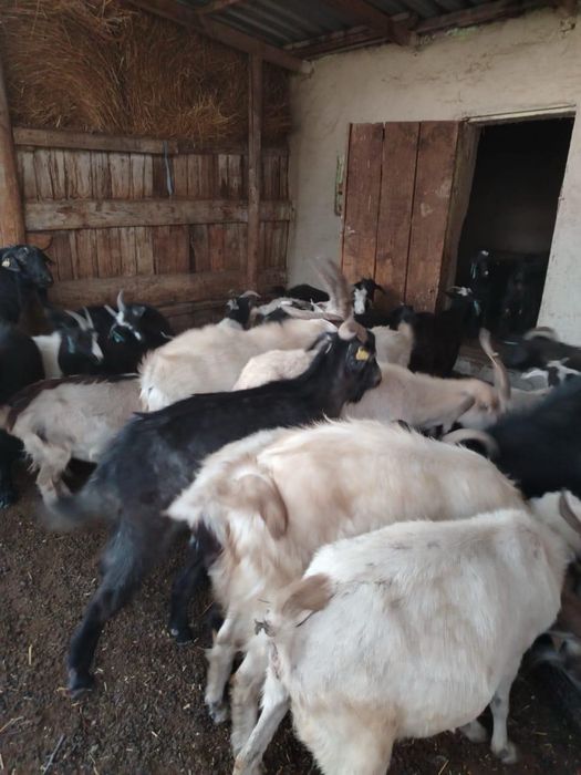 Продам взрослых коз