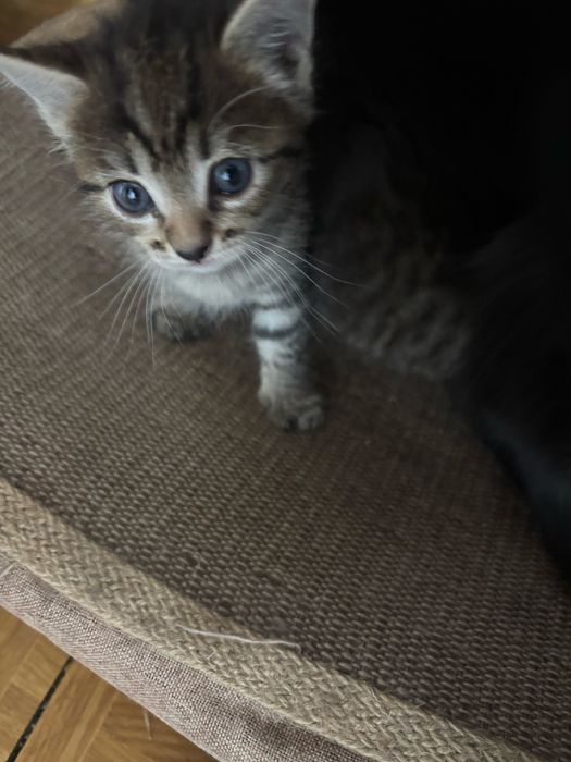 Котята девочка и мальчик
