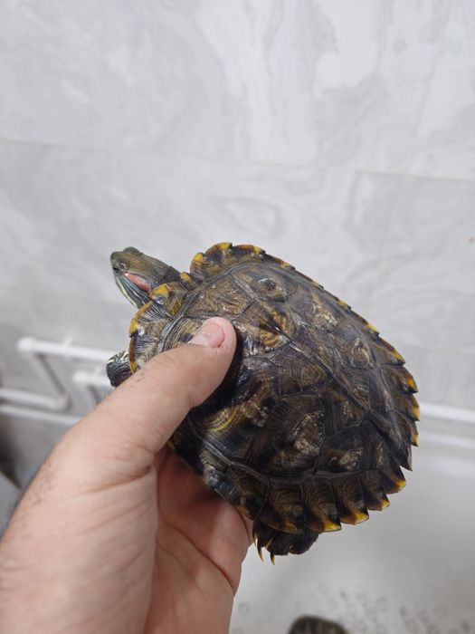 Suv toshbaqasi qizil quloq sotiladi 2 dona  500.000mingdan donasi