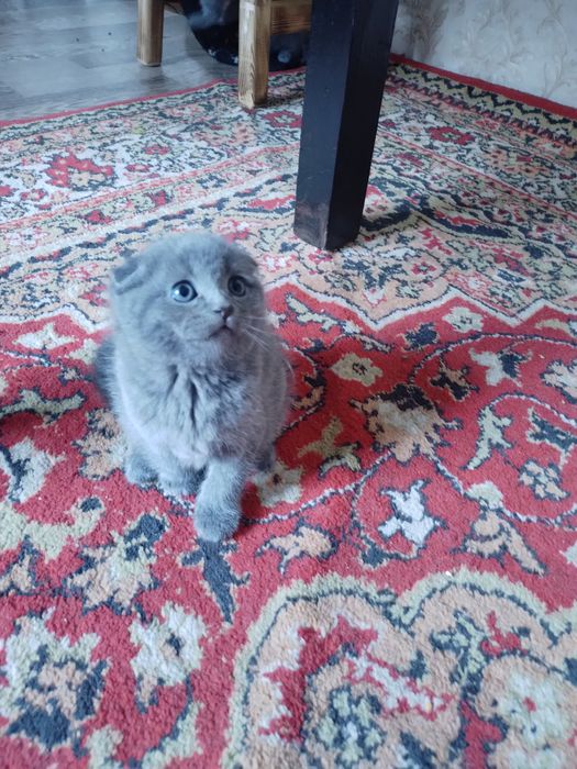 Мушиклар Кошки пародний