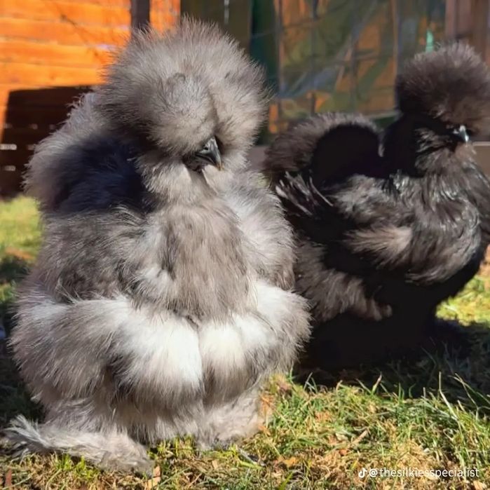 Сотилади куен парт шолк тухумлари. / 30000, / манзил шахрихон