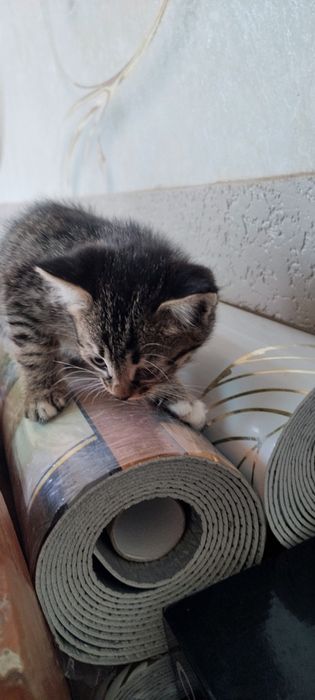 Mushuk bollari kimga kerak ue mushugi soglom va tozza xadiy qilaman