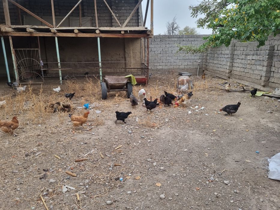 Хонодон товуқлари сотилади