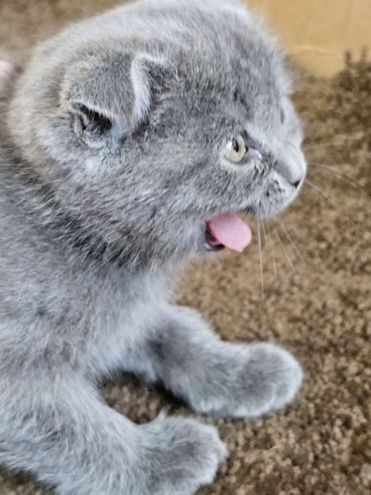 Продаю хорошую красивую  вислоуху.